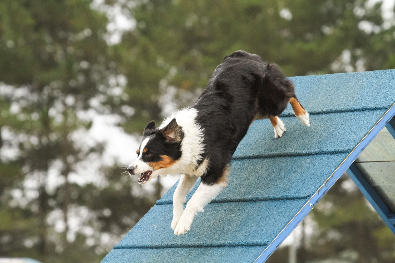 Training for A-Frame: Agility Guide